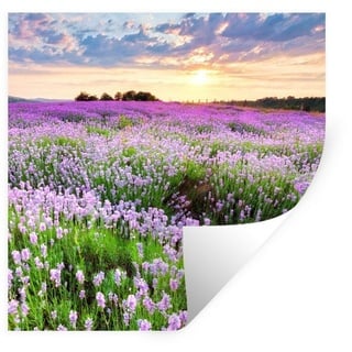MuchoWow Wandsticker Lavendel - Blumen - Sonnenuntergang - Lila - Wiese (1 St), Wandaufkleber, Wandtattoo, Selbstklebend, Wohnzimmer, Schlafzimmer bunt 80 cm x 80 cm x 0.1 cm
