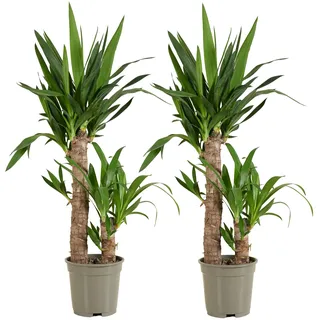 Bloomique - Yucca Elephantipes - Elefantenfuß-Yucca - Palmlilie - Zimmerpflanzen - Pflegeleicht - Luftreinigend - Höhe 60-70 cm - Topf 17 cm