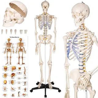 tectake® menschliches Skelett, Skelett lebensgroß, Human Design Anatomie Modell, Skelett Modell der menschliche Körper, medizinische Schulungsmaterialien, Science Kit mit Schädel Modell
