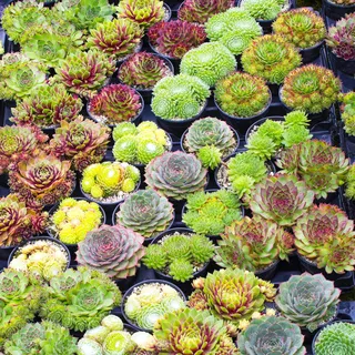 Gardeners Dream Sempervivum Mix - 5er Hauswurz Set - Winterharte Pflanzen für Garten - Echte 5-15 cm Getopfte Sukkulenten Balkonpflanzen Winterhart - Zimmerpflanzen - Steingartenpflanzen Winterhart
