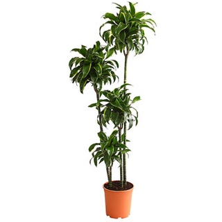 Drachenbaum - Dracaena deremensis 'Dorado'