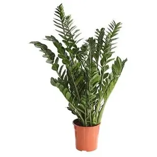 Glücksfeder - Zamioculcas zamiifolia, Grün