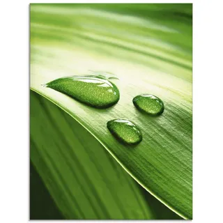 ARTland Wanddeko Glasbilder Wandbild Glas Bild einteilig 45x60 cm Hochformat Natur Pflanzen Blätter Wassertropfen Zen S6RI