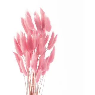 ROOBZE pampasgras Kaninchenschwanz Gras schmücken 50 Stücke natürlich Getrocknete Blumensträuße,Deko Trockenblumen Trockenblumenstrauß für Schlafzimmer Indoor Hochzeit Home Decoration (Rosa)