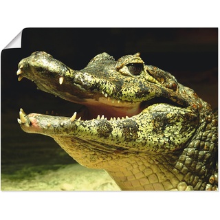 Wandbild ARTLAND "Ein lächelndes Krokodil" Bilder Gr. B/H: 80 cm x 60 cm, Poster, grün Bilder als Leinwandbild, Wandaufkleber oder Poster in versch. Größen