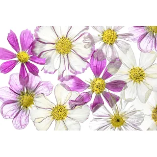 Papermoon "Photo-Art MANDY DISHER, SOMMER HALTEN", bunt, B:5m L:2,8m, Vlies,