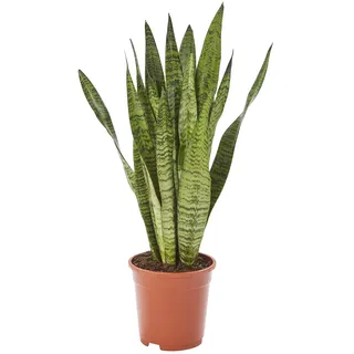 AIRY Bogenhanf (Sansevieria Zeylanica) • Luftreinigende Pflanze • Topf-Ø ca. 17cm, Höhe mit Topf ca. 70cm • Zimmerpflanze in gärtnerischer Qualität • Sicherer Pflanzenversand • Deutsche Gärtnerei