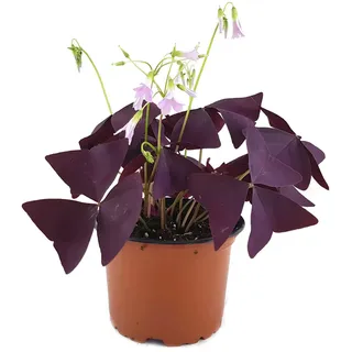 Oxalis triangularis"Mijke" - essbarer Purpur Klee - mit der typischen lila/violetten Kleeblättern - das robuste Trendgewächs 2018