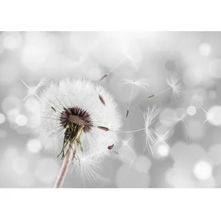 Runa Art Fototapete Pusteblumen 352 x 250 cm Vlies Tapeten XXL Moderne Wandtapete Wohnzimmer Schlafzimmer Grau 9155011a