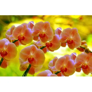 Fototapete PAPERMOON "ORCHIDEEN-BLUME PFLANZE BLÜTE MAKRO NATUR MUSTER DEKOR", bunt, B:3m L:2,23m, Vlies, Tapeten