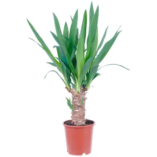 GROW by OBI Palmlilie 1er Stamm Topf Ø ca. 11 cm Yucca Elephantipes