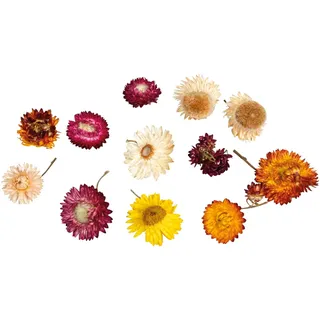 Rayher Strohblumen, bunt sortiert, Beutel 10 g, Blütenköpfe getrocknet, getrocknete Blumen, Trockenblumen, Tischdekoration, 85487000