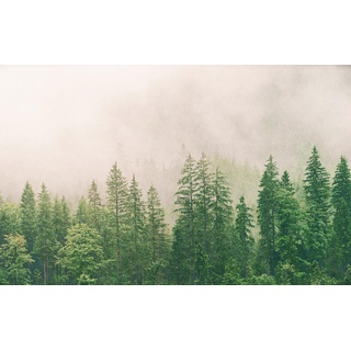 Rasch Tapete 363203 - Fototapete auf Vlies mit Nebelwald-Motiv, Wald im Nebel - 3,00m x 4,77m (LxB)