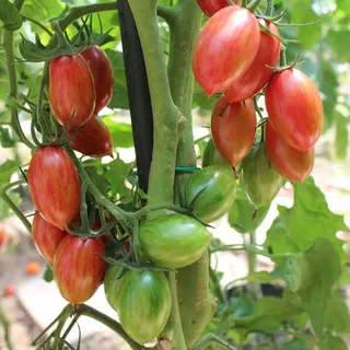 Artisan Pink Tiger Bio-Tomatensamen