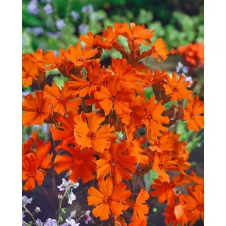 Pflanzen Für Dich Staude Lychnis arkwrightii Vesuvius, 1 St., Arkwright-Leimkraut