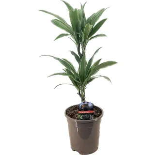 Drachenbaum Dracaena deremensis Warneckeii H 30/10 cm, 17 cm Topf