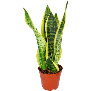 Bloomique - Sansevieria Superba - Schwiegermutterzunge - Bogenhanf - Zimmerpflanzen - Luftreinigend - Sehr pflegeleicht - Höhe 20-30 cm - Topf 12 cm