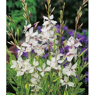 BALDUR Garten 2x Prachtkerze - Gaura 'Weiß', Pflanzen im 9x9 cm-Topf | winterharter Blickfang, Blüten in Schmetterlingsoptik, pflegeleicht, ideal für Beet & Kübel, mehrjährig