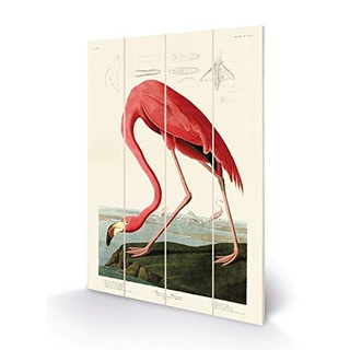John James Audubon SW12759A Bild auf Holz, 40 x 59 cm (Amerikanische Flamingo), Mehrfarbig, 40 x 59 x 1,2 cm