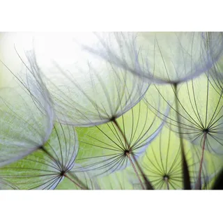 Runa Art Fototapete Pusteblumen Modern Vlies Wohnzimmer Schlafzimmer - Made in Germany - 308 x 220 cm Grün 9002010a