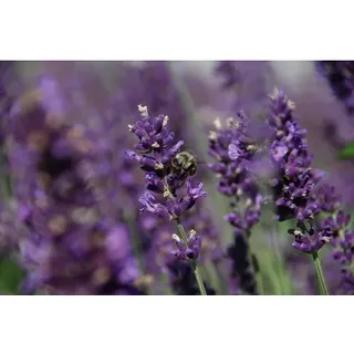 HELIX PFLANZEN Lavendel, Lavandula angustifolia, Blüte: violett, kerzenblütig - lila