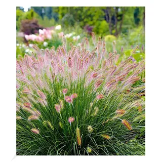 BALDUR Garten 3x Lampenputzergras Hameln, Pflanzen im 9x9 cm-Topf | Federborstengras, Süßgras, winterharte Staude, mehrjährig, Pennisetum alopecuroides, trockenheitsverträglich