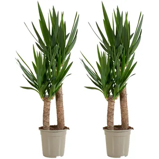 Bloomique - Yucca Elephantipes - Elefantenfuß-Yucca - Palmlilie - Zimmerpflanzen - Pflegeleicht - Luftreinigend - Höhe 80-100 cm - Topf 21 cm