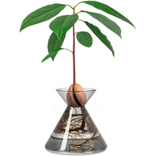 Amoroses Avocado Flask Glasvase für Avocadosamen - Kit zum Anbau von Pflanzen im Wasser. Grünes Geschenk für Innendekoration (Rauchglas)