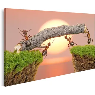 islandburner Bild auf Leinwand Teamwork Ameisen Bau Brücke Teamwork Drucke Kunst Poster Wandbild