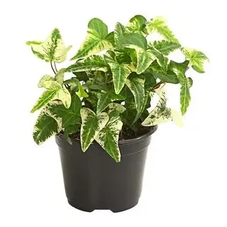 Efeu - Hedera helix, verschiedene Sorten