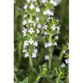 Pflanzen Für Dich Pflanzen-für-dich.de - Garten-Thymian 'Albus' Thymus serpyllum var.albus p 0,5