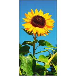 Artland Wandbild Sonnenblume, Blumen (1 St), als Alubild, Outdoorbild, Leinwandbild, Poster in verschied. Größen beige 30 cm x 60 cm