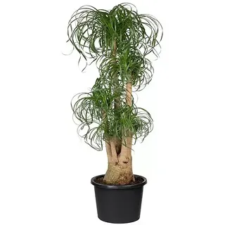 Piardino Elefantenfuß  (Beaucarnea recurvata, Topfgröße: 45 cm)
