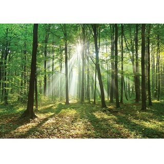Fototapete Wald-Sonne  (B x H: 254 x 184 cm, Vlies)