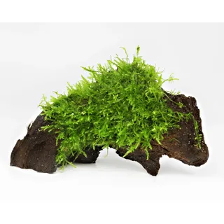 NatureHolic Aquarium Moos Deko Wurzel | mit Christmasmoos bewachsen | Natürliche Aquariumwurzel für Aquascaping & Garnelen | Vesicularia montagnei | Dekoration für Süßwasseraquarien