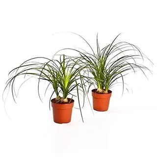 Beaucarnea recurvata Elefantenfuß ca. 30 cm – dekorative Zimmerpflanze Flaschenbaum Wasserpalme – pflegeleicht, luftreinigend, ideal für Wohnzimmer, Büro & Geschenkidee