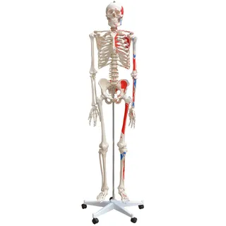 Anatomie Modell Skelett mit Knochen Körper Mensch Muskeln Medizin Skeleton Menschliches Skelett Lebensgroß 175 cm mit Ständer Menschen Körper Lehrmodelle MedMod