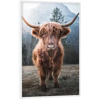artboxONE Poster mit weißem Rahmen 90x60 cm Natur Highland Cow in Nature - Bild Highland Berge Cow