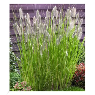 BALDUR Garten 1x Lampenputzergras Magic, Pflanze im 9x9 cm-Topf | Pennisetum alopecuroides Magic, Ziergras, 3 Pflanzen pro qm, winterharte Staude, trockenresistent, mehrjährig, blühend