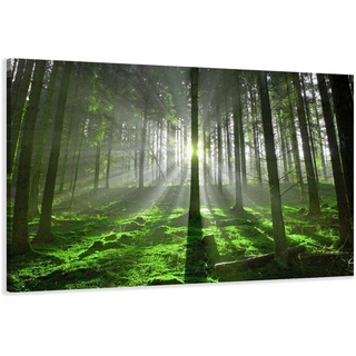 Visario Leinwandbilder 5130 Bild auf Leinwand Wald, 120 x 80 cm