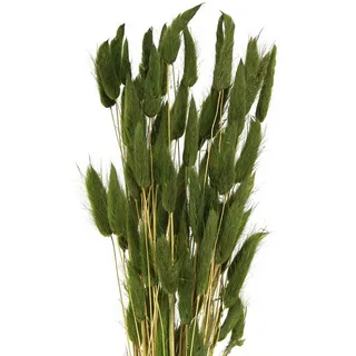 Trockenblume Hasenschwanzgras Deko Trockenblumen Samtgras Elegante, Viana, Höhe 20 cm grün