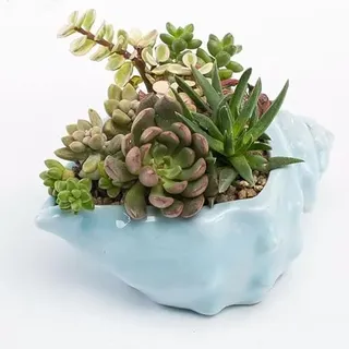 IMIKEYA Blumentopf Muschelförmig aus Keramik in Blau für Grüne Pflanzen Mediterraner Stil mit Kreativer Form als Dekoration für Büro und Schreibtisch
