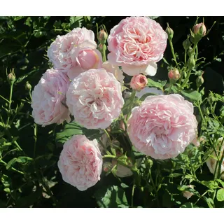 Dehner Kletterrose 'Divina', Rosa