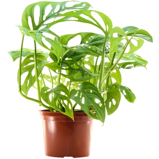 Monstera adansonii, Monkey Leaf, 40cm, Zimmerpflanze für Wohnung und Büro, Qualität vom Pflanzen Profi, Schneller Pflanzenversand, Ideale Raumbegrünung