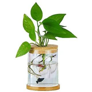 Famanu Mini-Vase für Blumen und Stecklinge - Glas Tischvase für Dekoration und Hochzeit