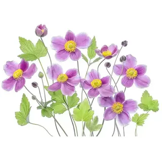 Papermoon Premium collection Fototapete Lila Blume  (B x H: 200 x 149 cm, Vlies)