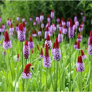 WASSERPFLANZEN WOLFF - Primula vialii - Orchideenprimel, rot-violett - Besonderheit! - 2er-Set - QUALITÄTSSTAUDEN