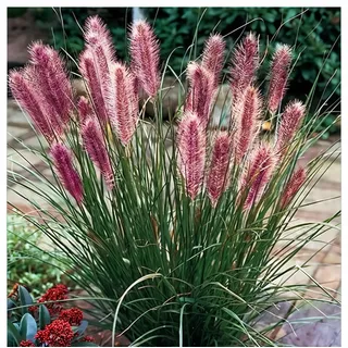Pennisetum alopecutoides Red Head 1L - Eines der beliebtesten Ziergräser