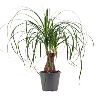 Beaucarnea Recurvata (Elefantenfuß) 40-50 cm – Pflegeleichte Zimmerpflanze | Flaschenbaum, Wasserpalme, Luftreiniger & Deko für Zuhause & Büro