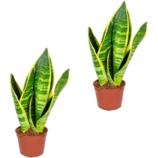 Bloomique - 2er-Set - Sansevieria Superba - Bogenhanf - Sukkulenten - Zimmerpflanzen - Sehr Pflegeleicht - Höhe 20-30 cm - Topf 9 cm